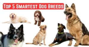Canine IQ Unleashed Smartest Dog Breeds Revealed